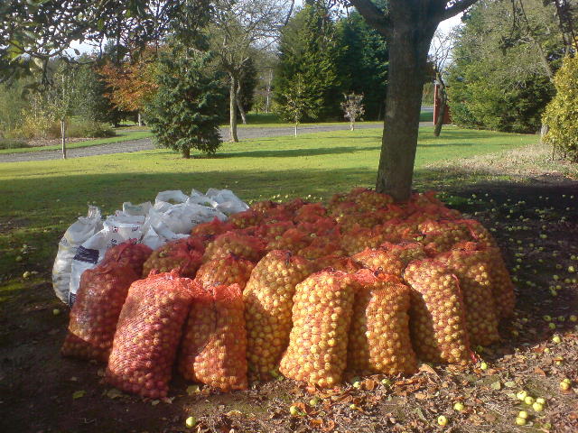 Bags of Apples